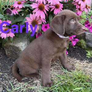 Carly, Chocolate Labrador Retriever Puppy